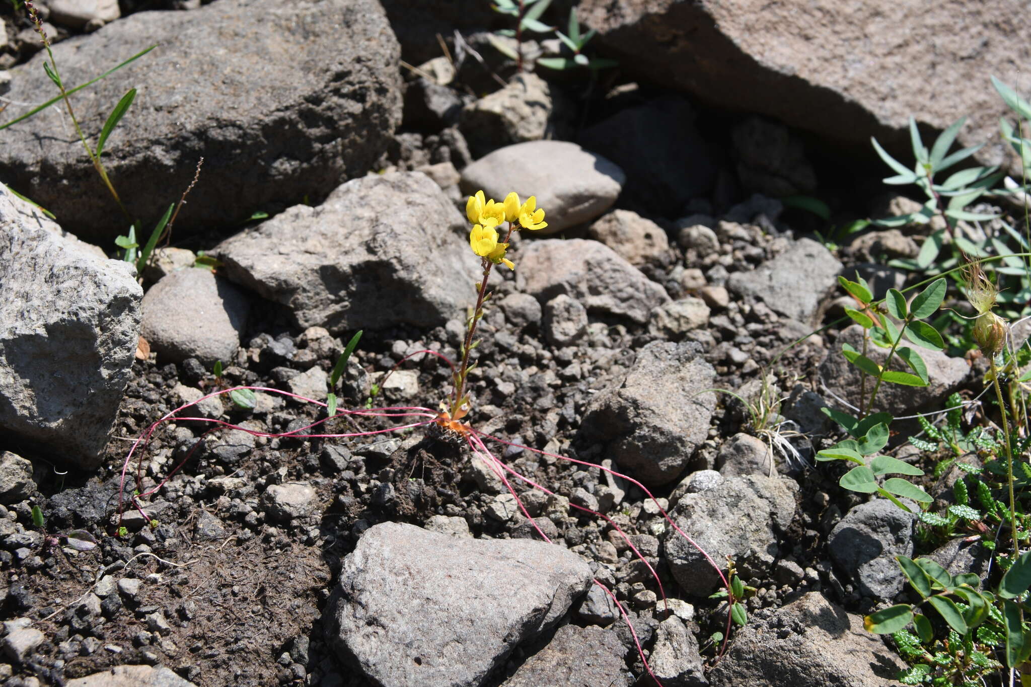 Image of whiplash saxifrage