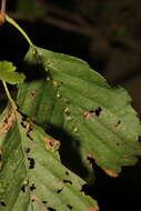 Imagem de Eriophyes inangulis