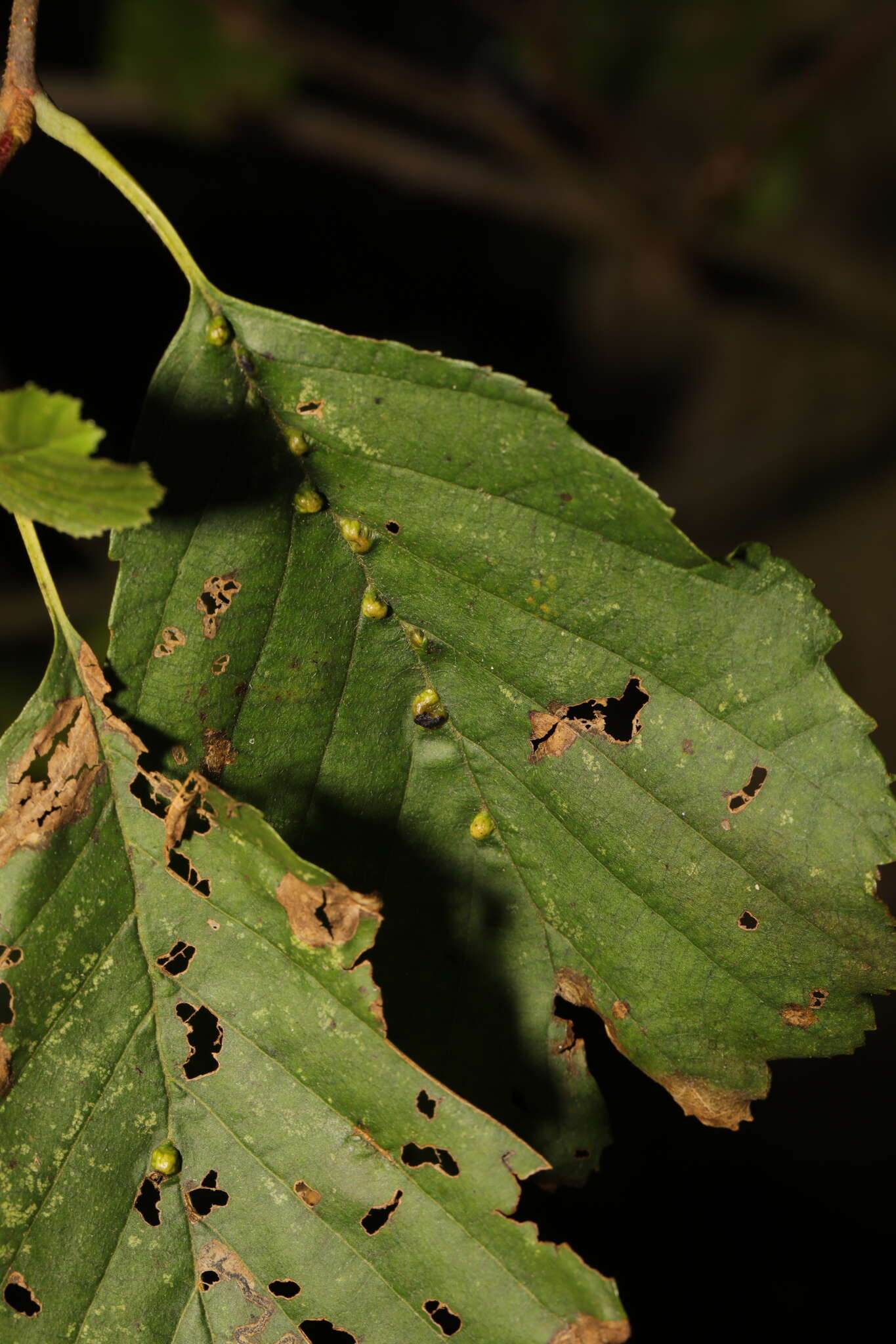 Imagem de Eriophyes inangulis