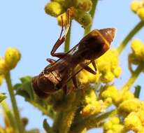 Image of Ropalidia guttatipennis (de Saussure 1853)