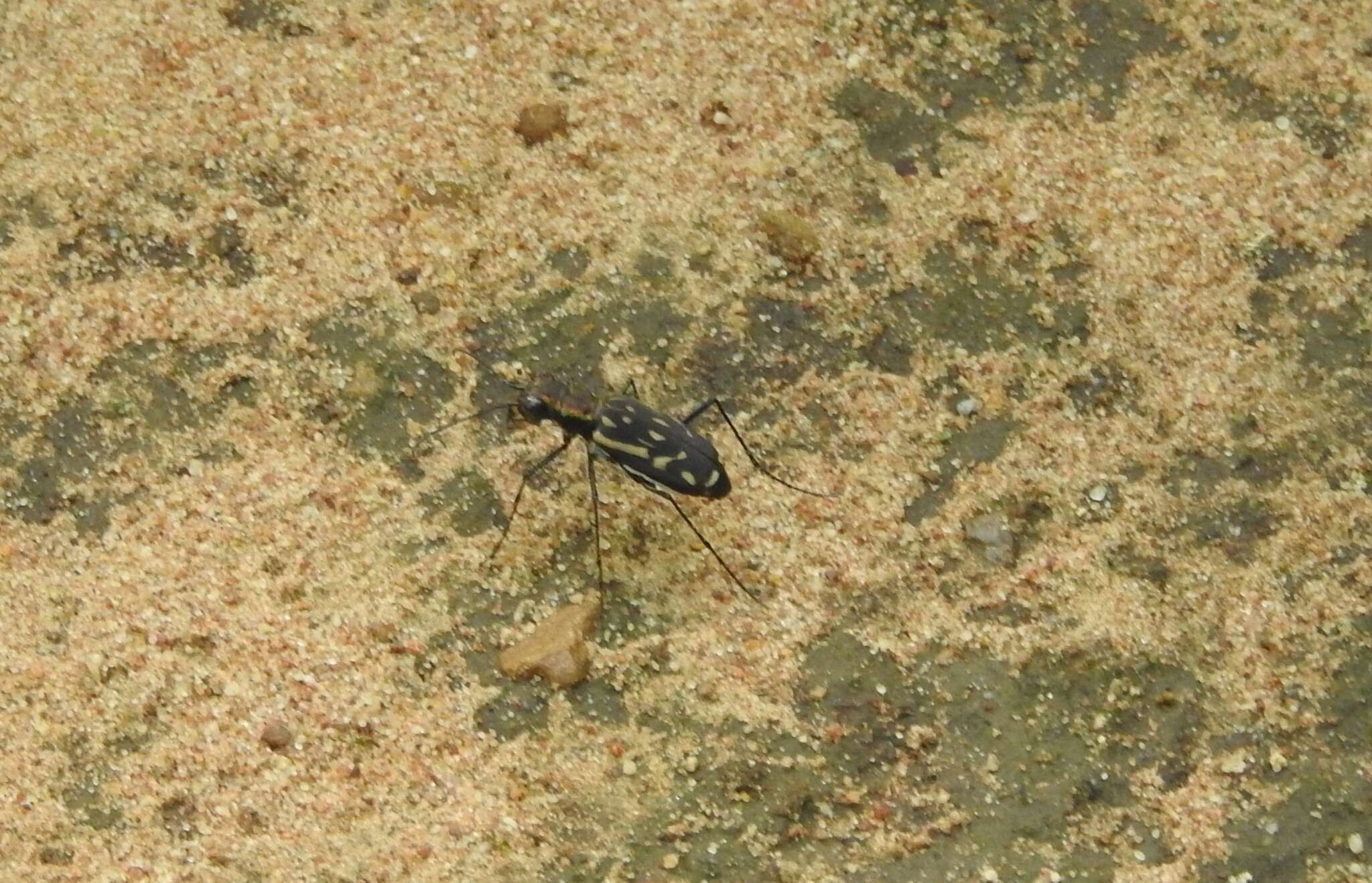 Image of Lophyra (Spilodia) striolata (Illiger 1800)