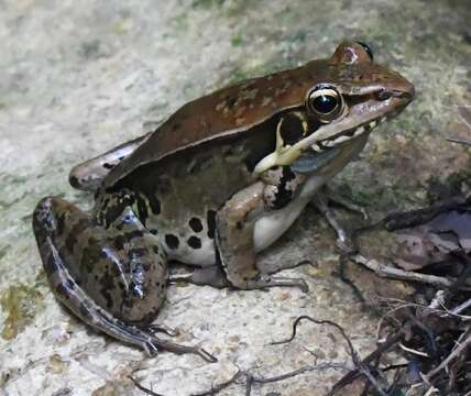 Image of Guenther's Amoy Frog