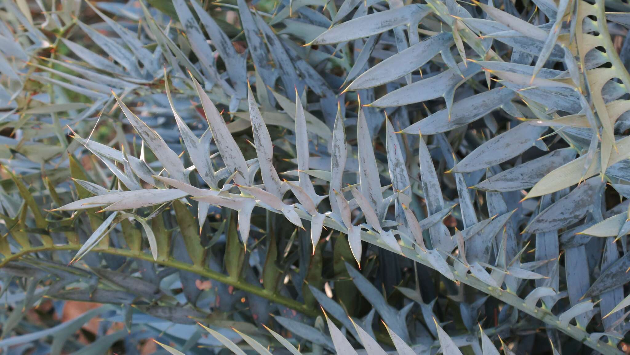 Image of Eastern Cape Blue Cycad