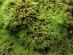 Image of rigid apple-moss