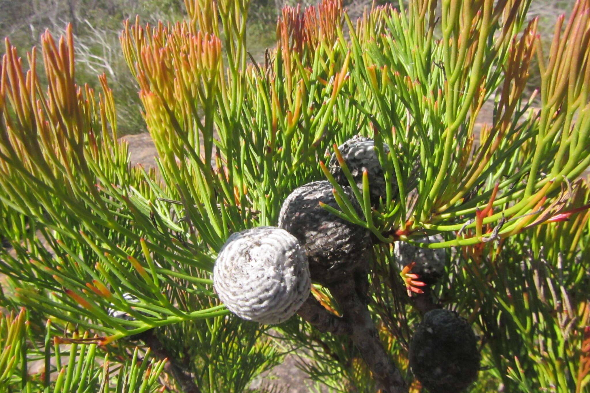 Image of Isopogon anethifolius (Salisb.) Knight