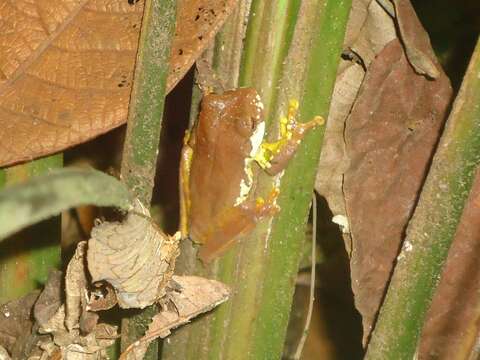 Imagem de Gastrotheca pulchra Caramaschi & Rodrigues 2007