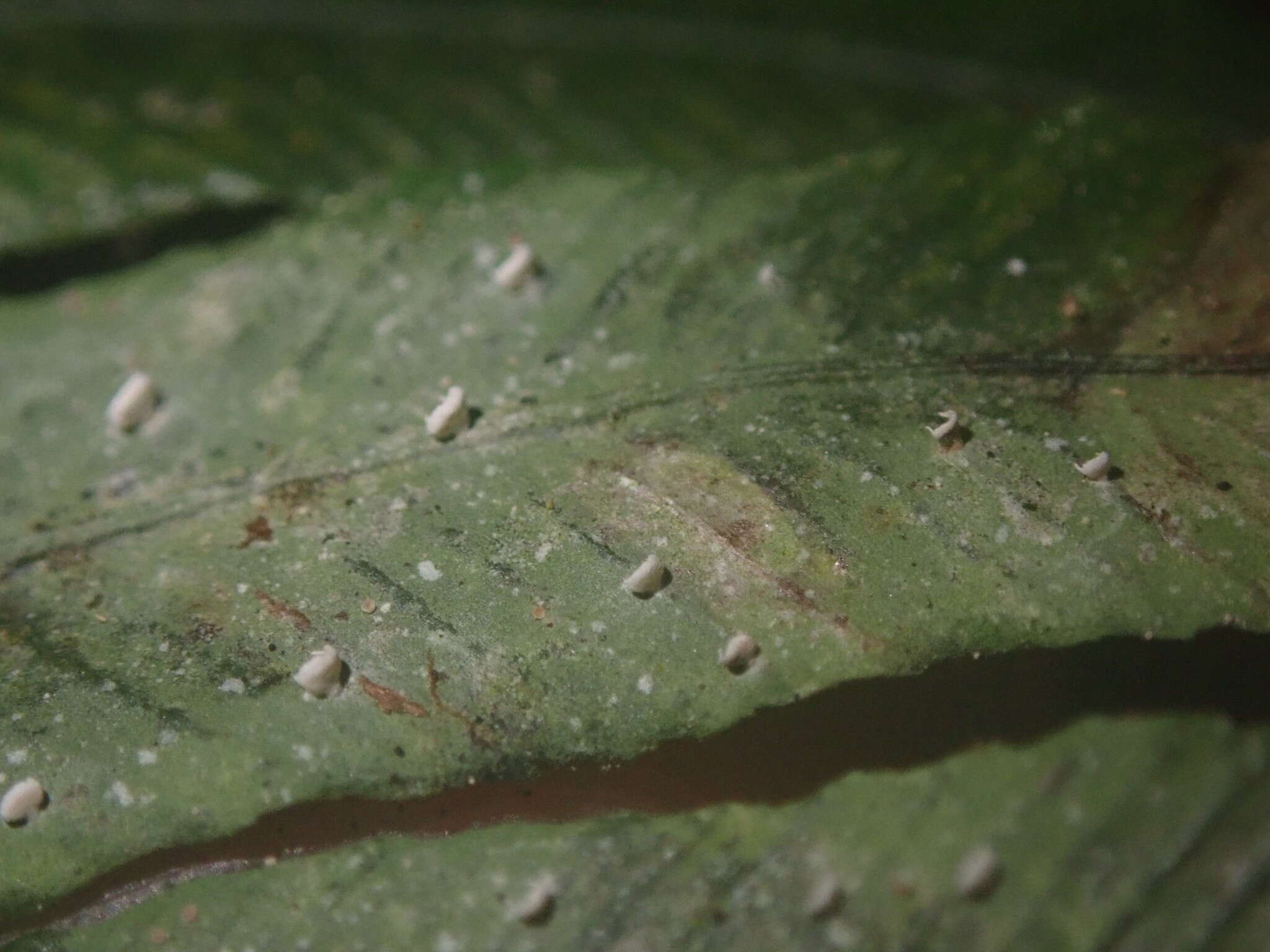 Image of Badimiella pteridophila (Sacc.) Garn.-Jones & Malcolm