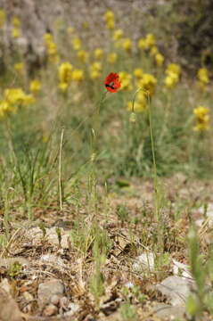 Image of Papaver dubium subsp. stevenianum (Mikheev) Kubat & Siposova