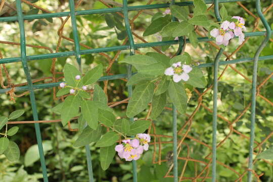 Image de Mascagnia lilacina (S. Wats.) Nied.