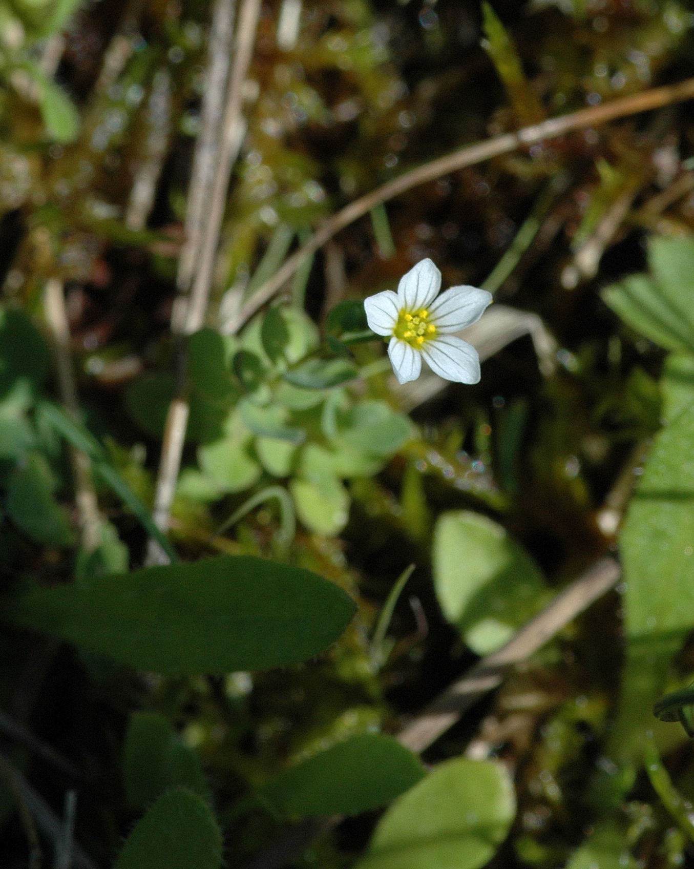 Linum catharticum (rights holder: Bas Kers (NL))