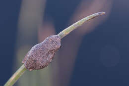 Image of Angolan Reed Frog