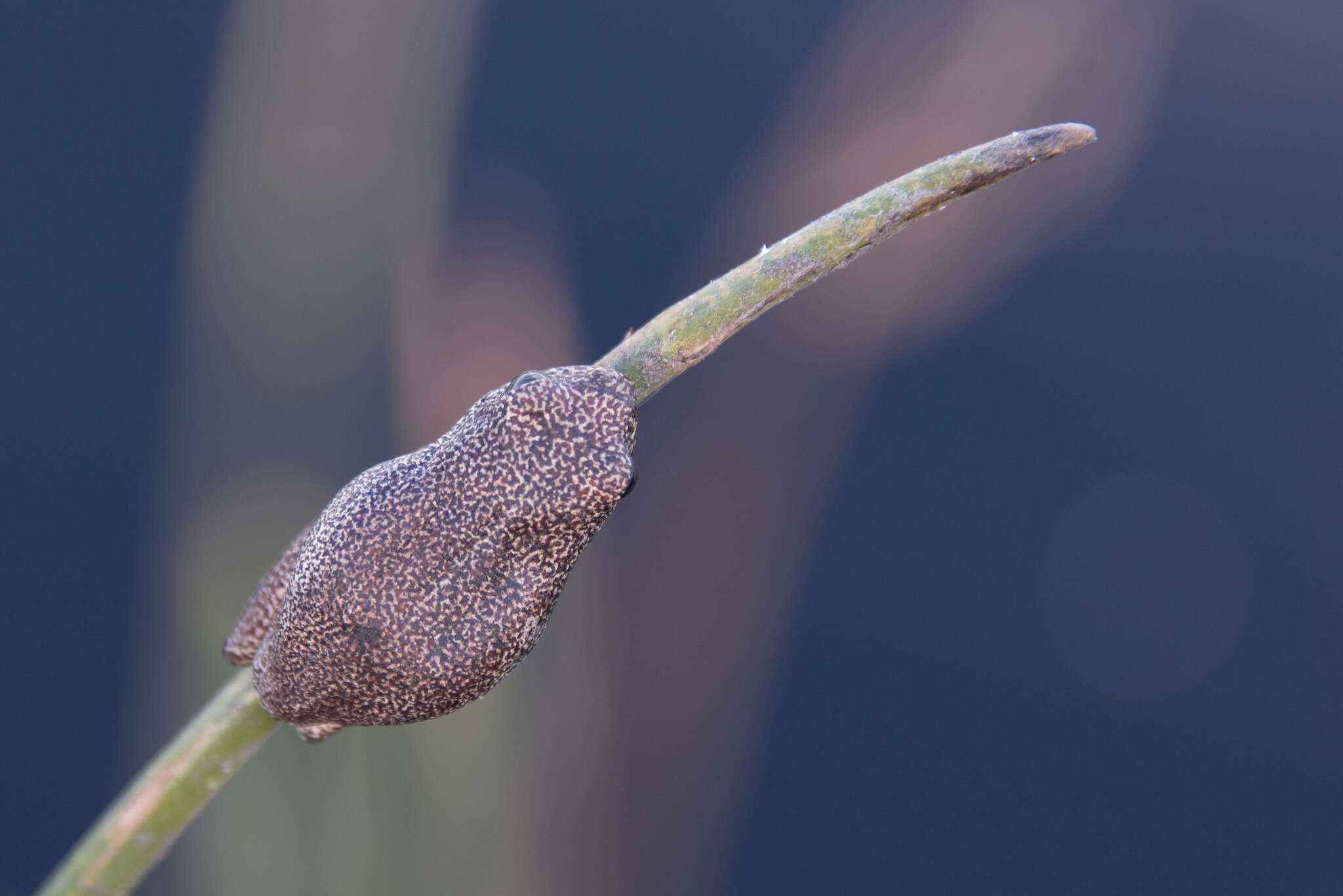 Image of Angolan Reed Frog