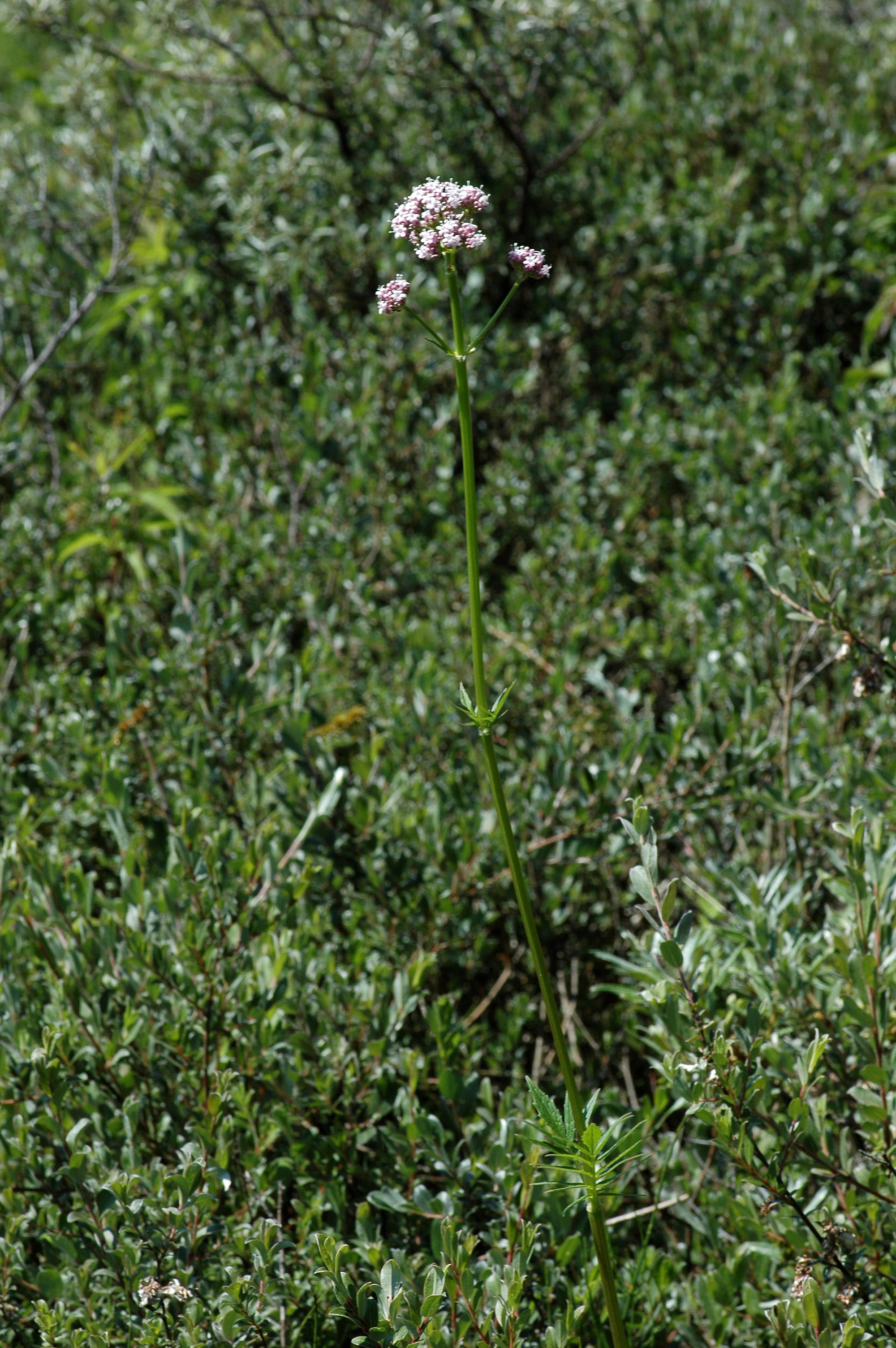 Valeriana officinalis (rights holder: Bas Kers (NL))