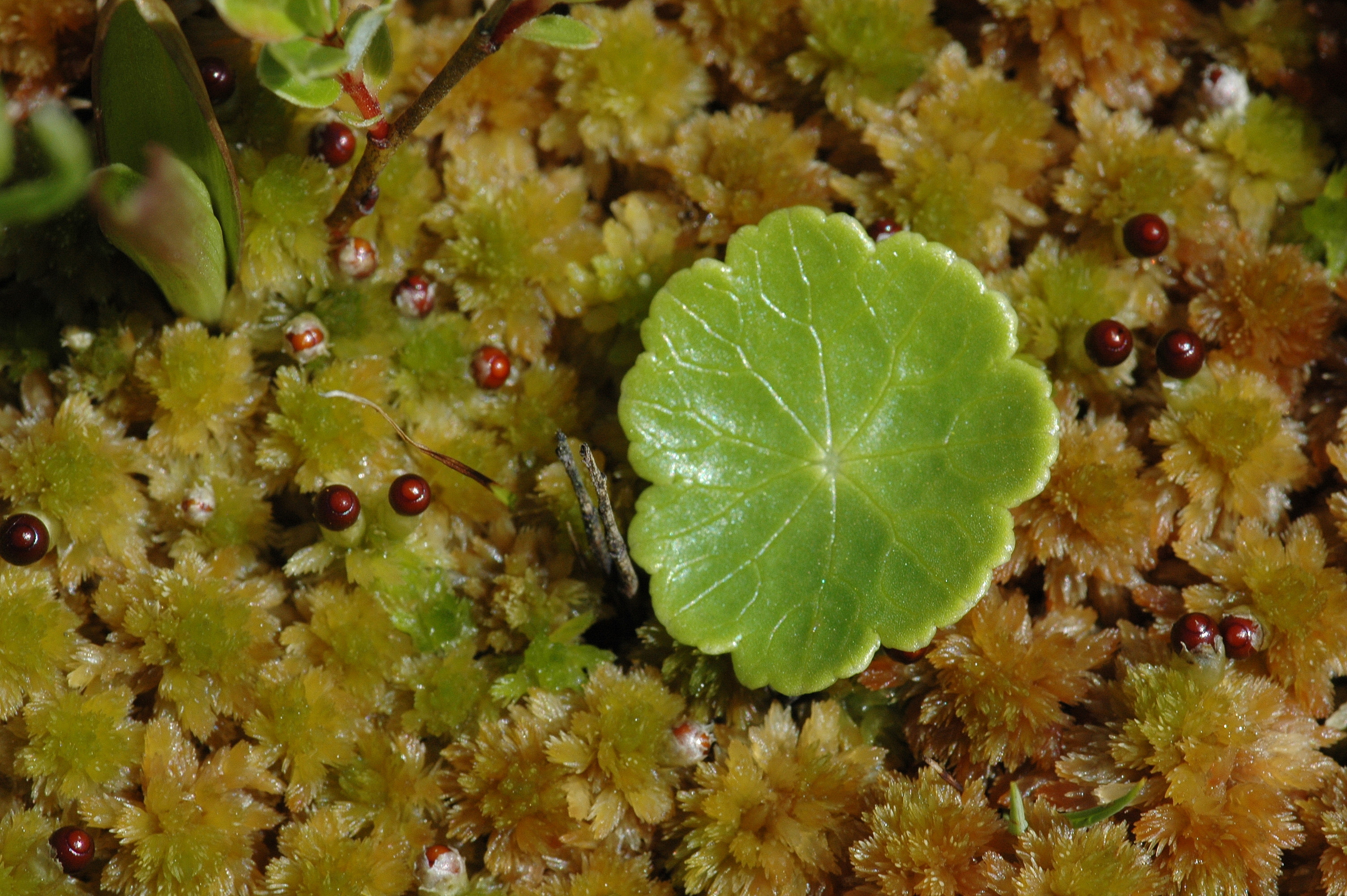 Hydrocotyle vulgaris (rights holder: Bas Kers (NL))