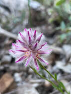 Ptilotus drummondii (Moq.) F. Müll.的圖片