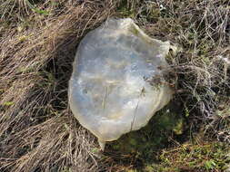 Image of barrel jellyfish