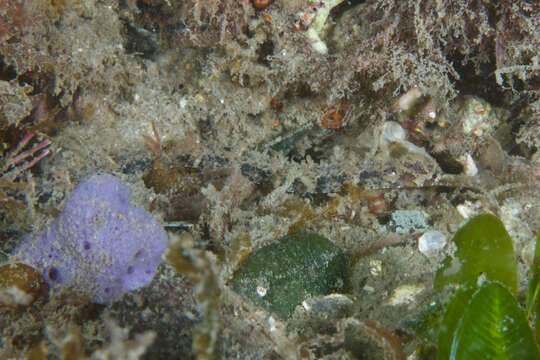 Image of Girdled pipefish