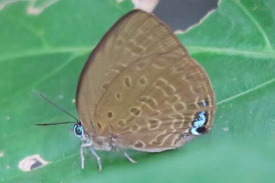 Plancia ëd Arhopala amphimuta (Felder & Felder 1860)