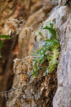 Cirsium turneri Warnock的圖片