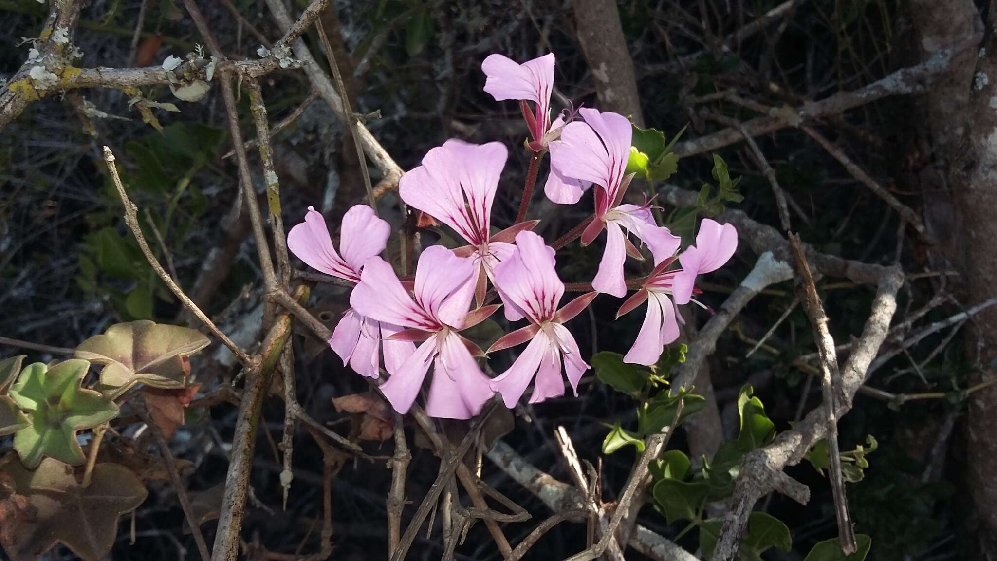 Image of Peltated Geranium