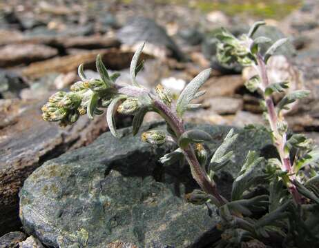 Image of Artemisia genipi Weber