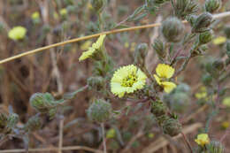 Image de Deinandra increscens subsp. increscens