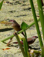 Image of Crimson-rumped Waxbill