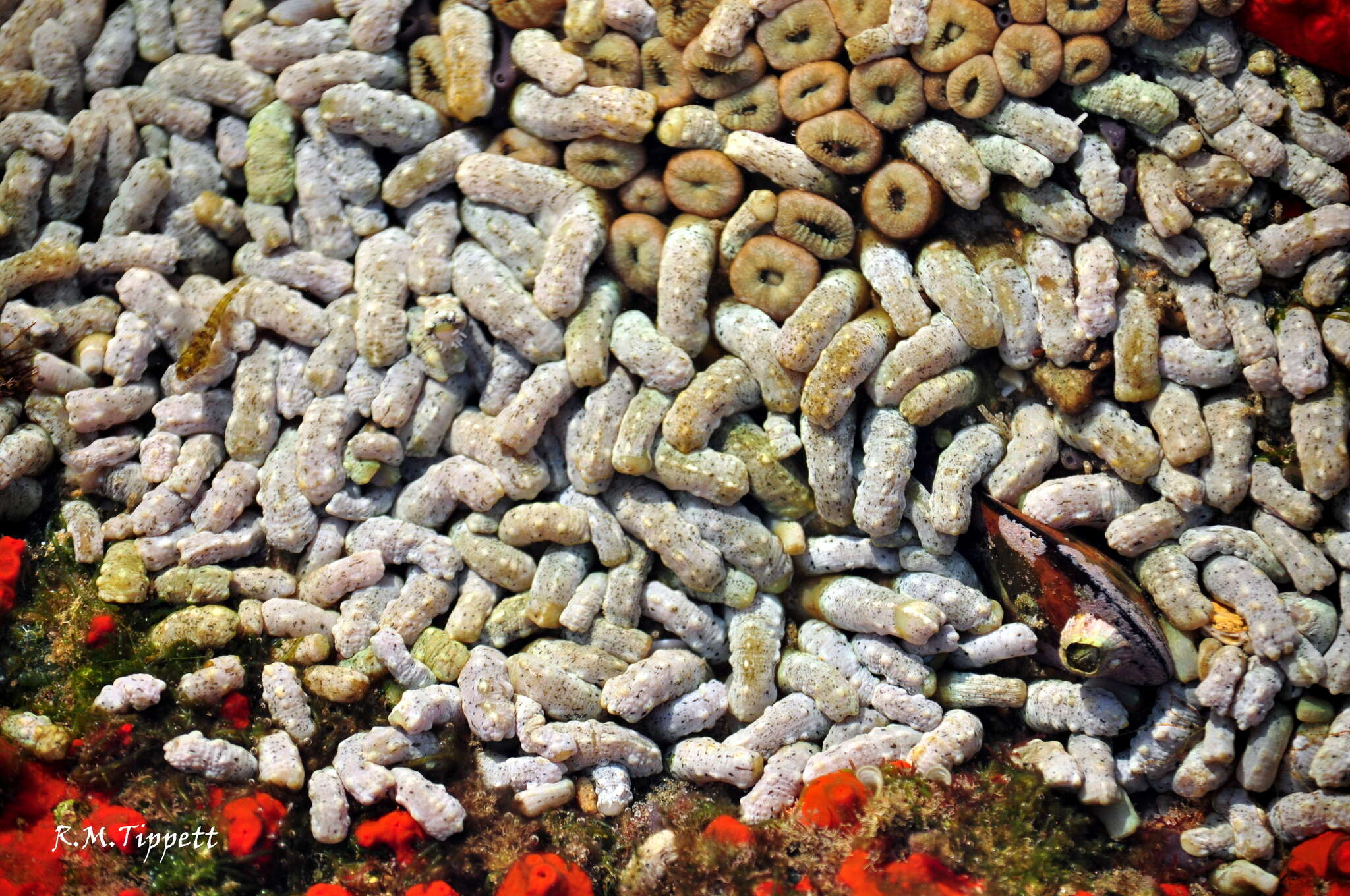 Image of warty sea mat