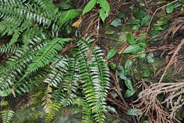 Polystichum formosanum Rosenst. resmi