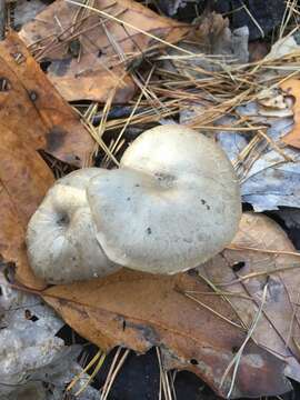 Image of Clitocybe subclavipes Murrill 1916