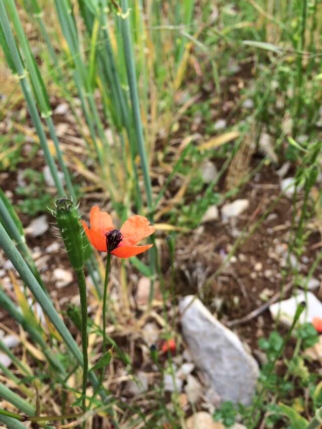 Image of Prickly Poppy