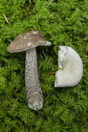 Image of Leccinum snellii A. H. Sm., Thiers & Watling 1967