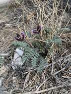 Image of Minthorn's milkvetch