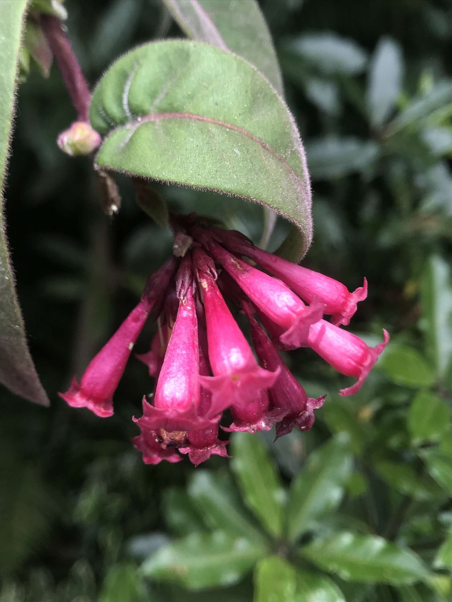 Image of purple cestrum