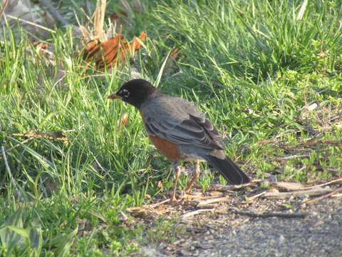 Image of Turdus migratorius migratorius Linnaeus 1766