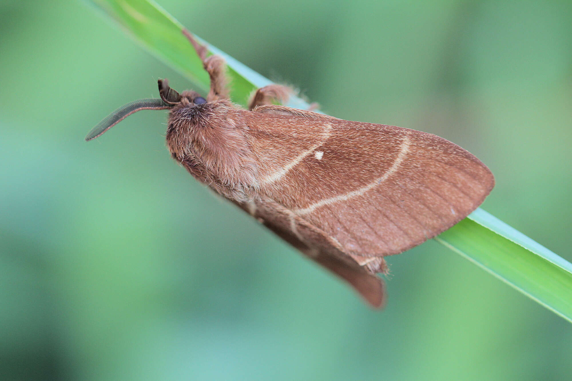 Image of Eutachyptera psidii Sallé 1857