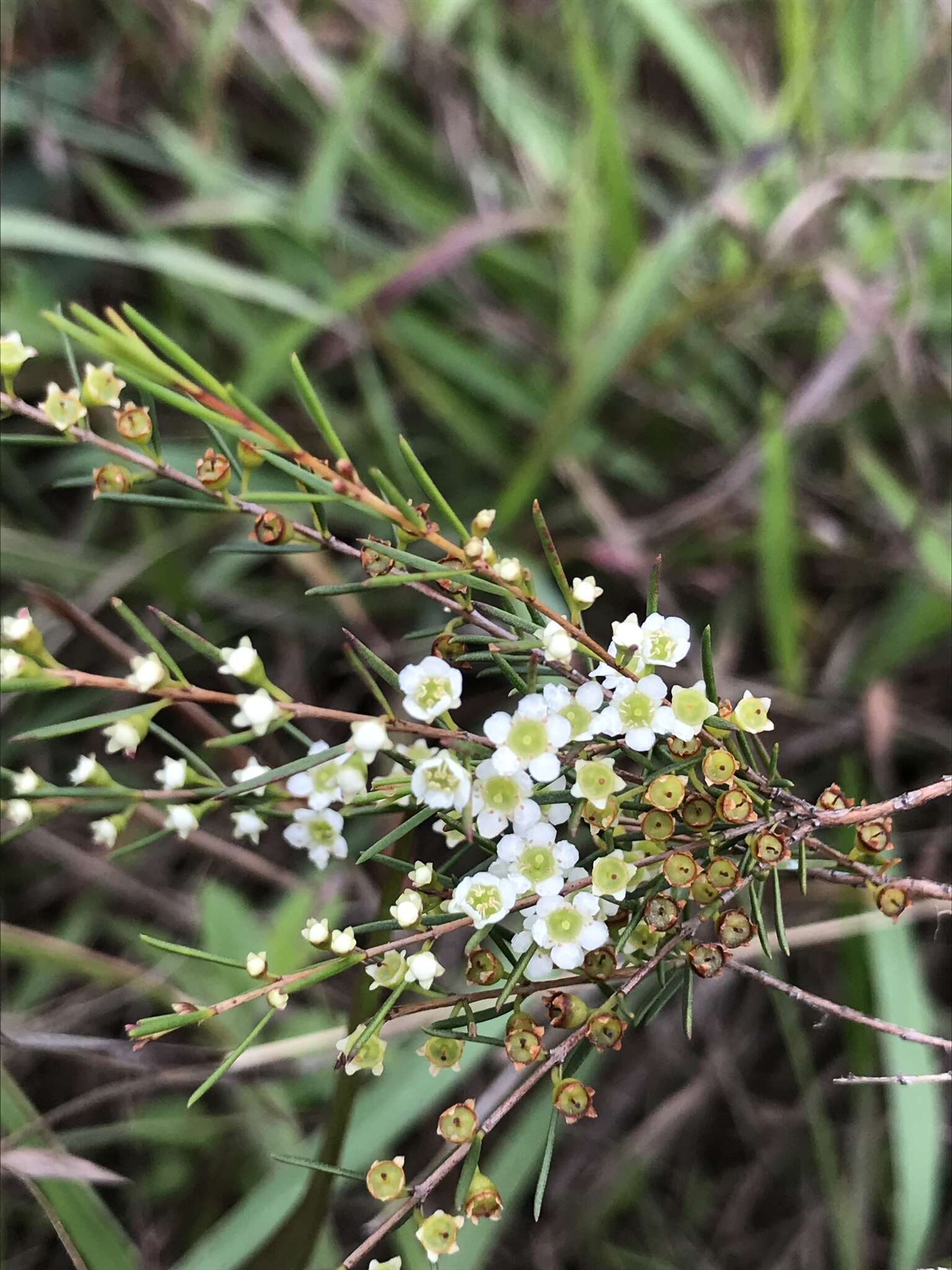 Baeckea frutescens L. resmi