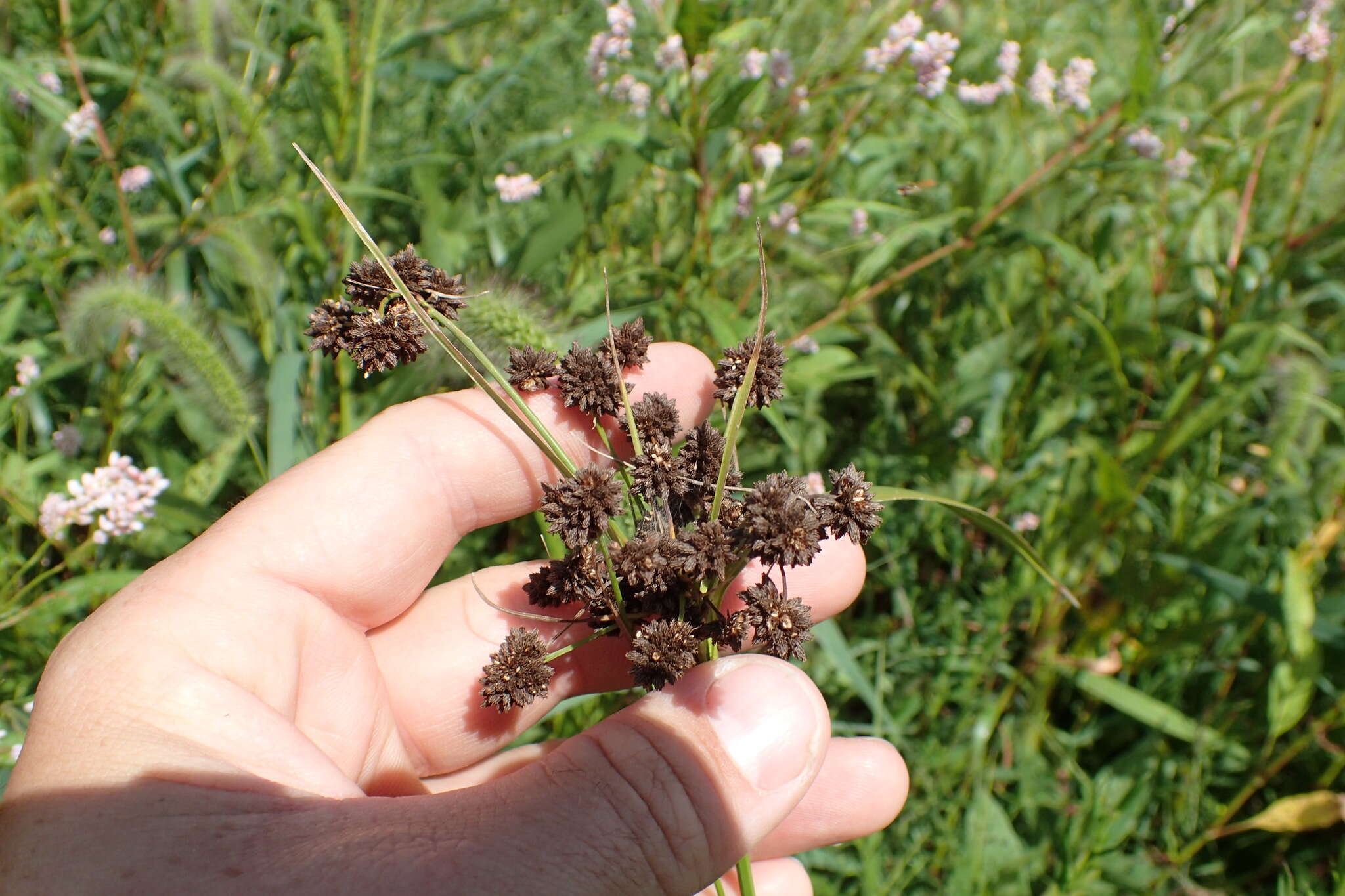 Scirpus atrovirens Willd.的圖片