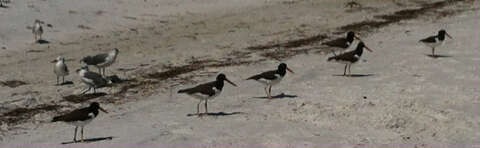 Image of American Oystercatcher