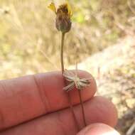 Image de Tridax purpusii Brandeg.