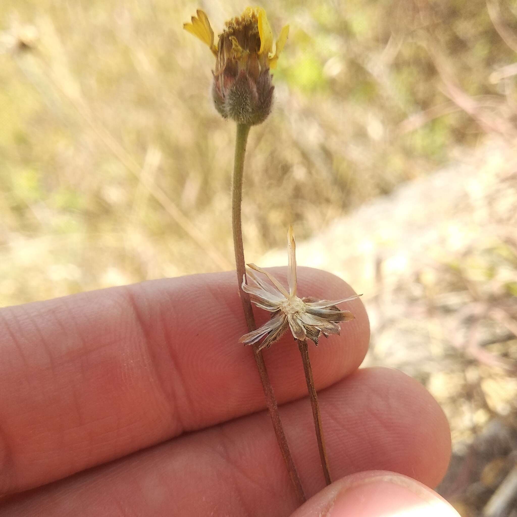 Image de Tridax purpusii Brandeg.