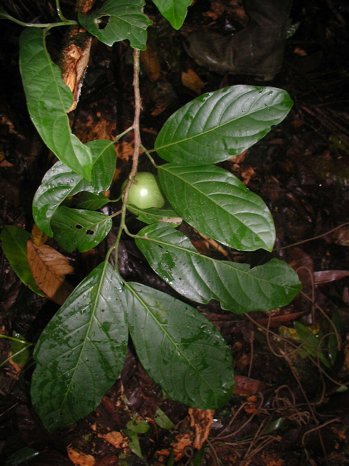 Image of Calatola costaricensis Standl.