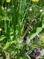 Image de Ranunculus macounii Britton