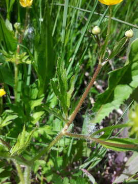 Image de Ranunculus macounii Britton