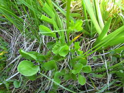 Image of Buek's Groundsel