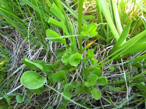 Image of Buek's Groundsel