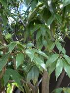 Image of bamboo-leaf oak