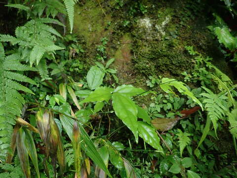 Image of Hylodesmum leptopus (Benth.) H. Ohashi & R. R. Mill