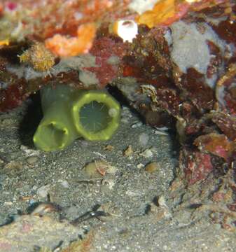 Image of yellow sea squirt