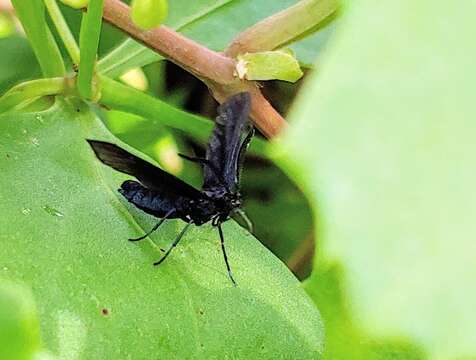 Image of Western Grapeleaf Skeletonizer